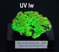 9442 Uranocircite ca 5x4x3 cm Bergen Germany before 1991 (1)